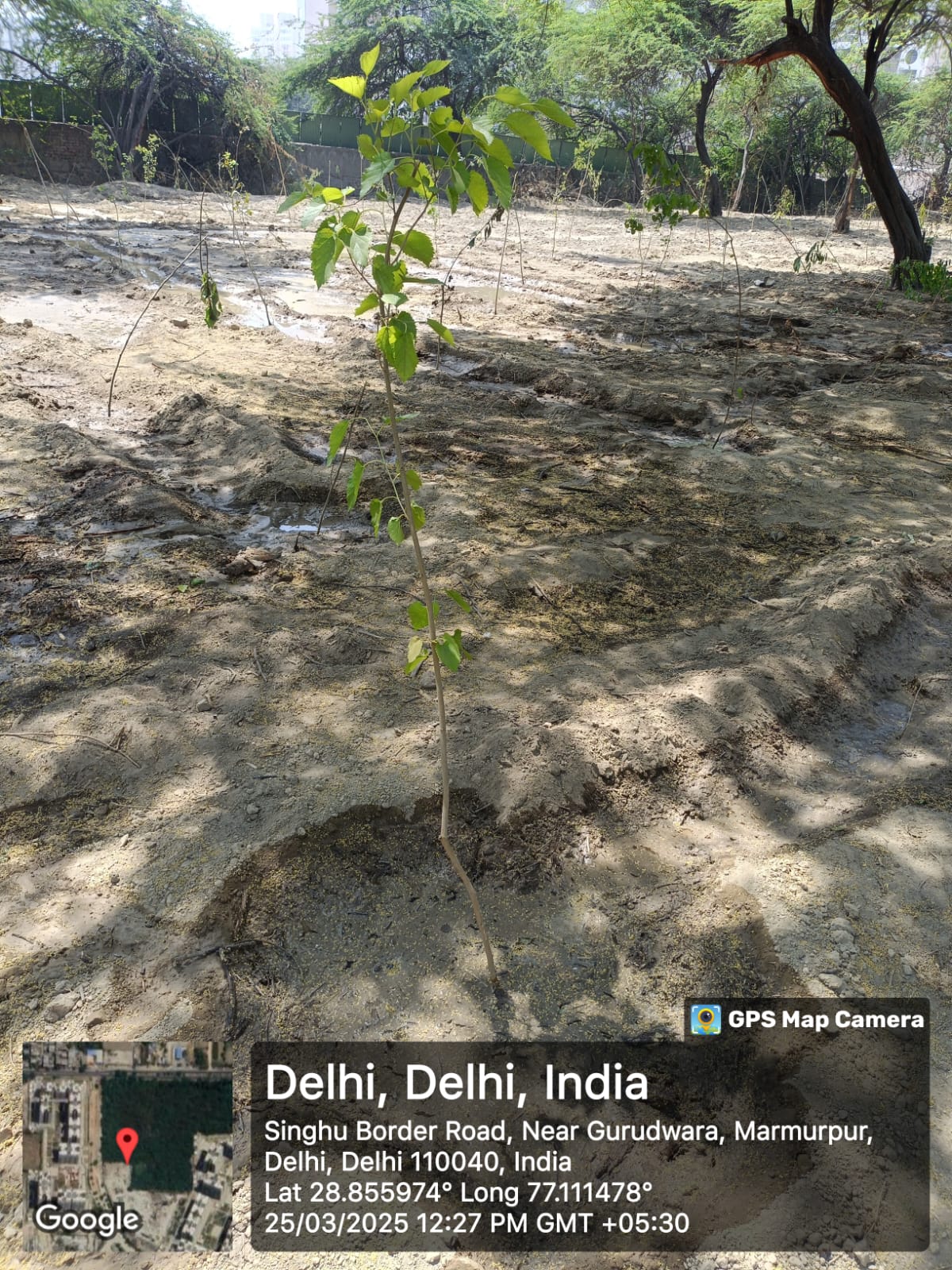 Assisted Natural Regeneration Artificial Regeneration